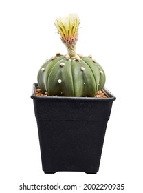 Astrophytum asterias nudum with flower, Star cactus in pot isolated on white background with clipping path