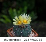 Astrophytum cactus Yellow flowers, is grown in a small pot on green background.Blooming yellow cactus flower is Astrophytum asterias is a species of cactus plant.Star cactus.