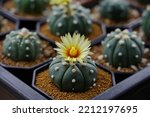 Astrophytum cactus Yellow flowers, is grown in a small pot .Blooming yellow cactus flower is Astrophytum asterias is a species of cactus plant.Star cactus