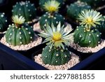 Astrophytum cactus Yellow flowers, is grown in a small pot .Blooming yellow cactus flower is Astrophytum asterias is a species of cactus plant.Star cactus