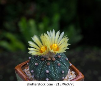 Astrophytum cactus Yellow flowers, is grown in a small pot on green background.Blooming yellow cactus flower is Astrophytum asterias is a species of cactus plant.Star cactus.