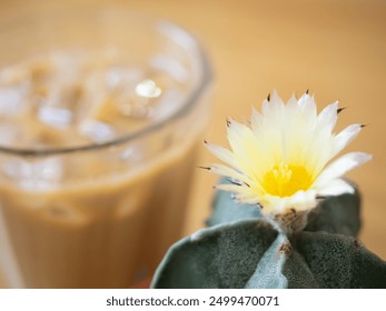 Astrophytum Myriostigma cactus blooming yellow flower green nature plant succulent fresh garden cold brown iced coffee latte drink glass beverage milk espresso cafe lifestyle background selected focus - Powered by Shutterstock