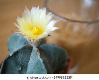 Astrophytum Myriostigma cactus blooming yellow flower green nature plant succulent fresh garden cold brown iced coffee latte drink glass beverage milk espresso cafe lifestyle background selected focus - Powered by Shutterstock