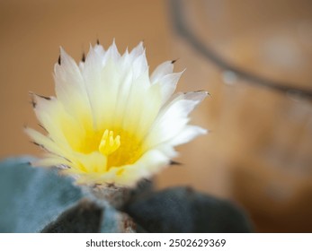 Astrophytum Myriostigma cactus blooming yellow flower green nature plant succulent fresh garden cold brown iced coffee latte drink glass beverage milk espresso cafe lifestyle background selected focus - Powered by Shutterstock