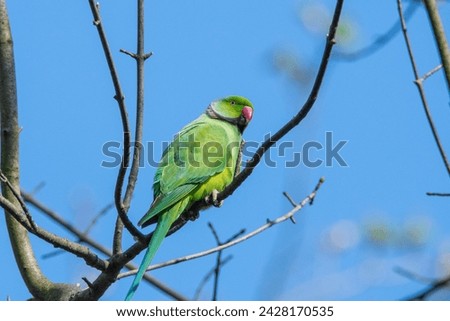 Astute Minds The Clever Charm of Parrots celebrates the intelligence and beauty of these remarkable birds.
 Foto stock © 