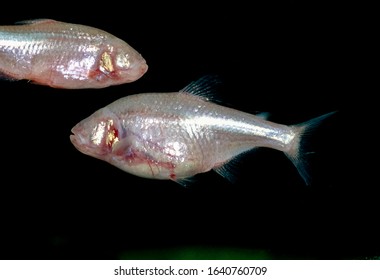 Astyanax Fasciatus Mexicanus Mexican Tetra