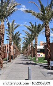 ASU Palm Walk Arizona State University Tempe Arizona 3/17/18