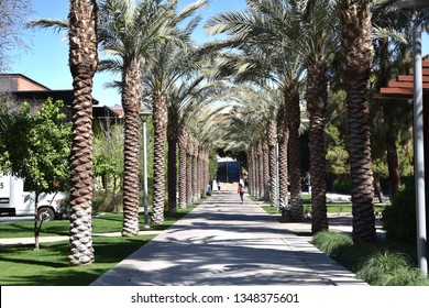 ASU Palm Walk At Arizona State University Tempe Arizona 3/16/19