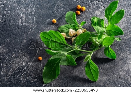 Aswagandha leaves and fruits over dark background, top view. Withania somnifera plant