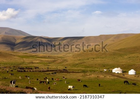 The Asy Plateau has been known as a summer pasture, used by Kazakh farmers for cattle grazing. Ile-Alatau National Park, Kazakhstan.