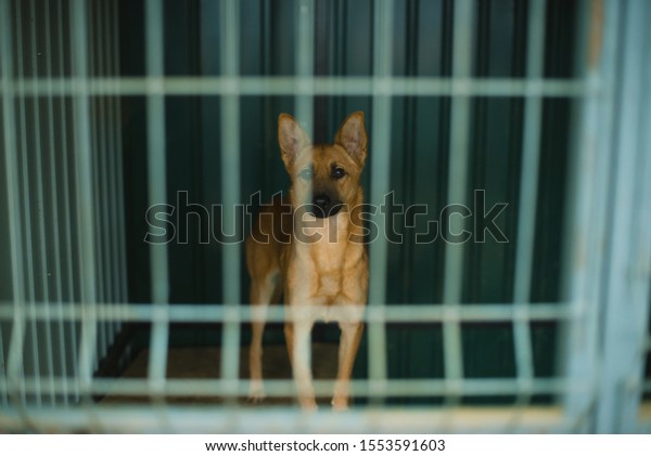 Asylum for dogs, homeless dogs in a\
cage in animal shelter. Abandoned animal in\
captivity