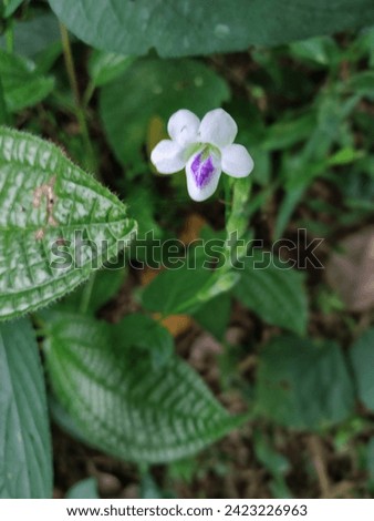 Asystasia gangetica, or Chinese violet, boasts tubular, trumpet-shaped flowers in shades of purple, pink, or white, attracting pollinators with its vibrant colors.