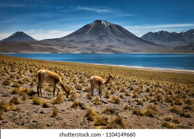 Atacama Desert In Chile