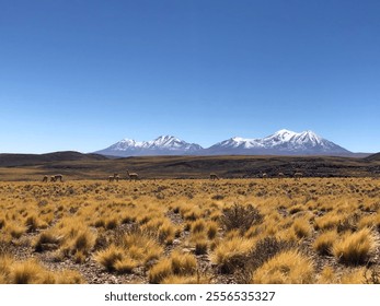 Atacama Desert Chile Antofagasta Mountain 