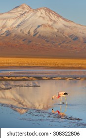 Atacama Desert, Flamingo Is Feeding In A Salt Lagoon