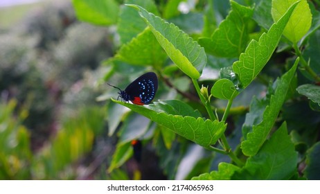 Atala Butterfly At Florida Tech Campus.