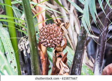 Assortment Od Different Kinds Bananas Kerala Stock Photo (Edit Now ...