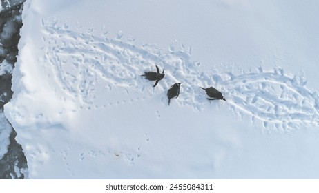 Atarctica Gentoo Penguin Rest Snow Aerial View. Antarctic Landscape Wildlife Habitant Group. Polar Bird Travel Glacier Open Landscape Drone Top Down Arctic Land Overview - Powered by Shutterstock