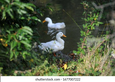 Ataturk Arboretum Is An Arboretum 