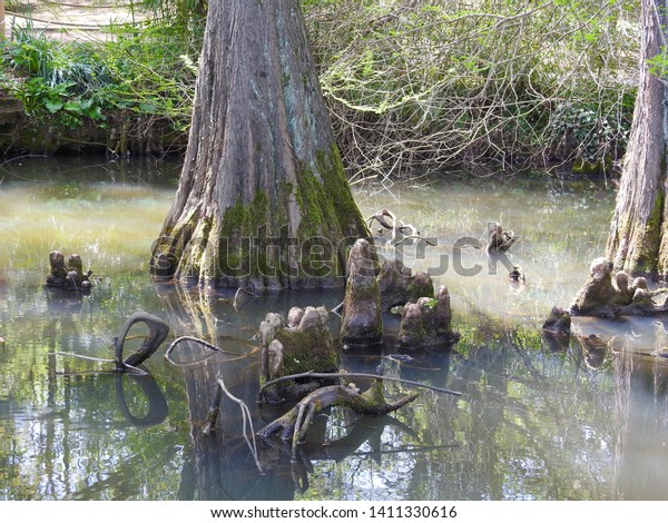 Ataturk Botanical Garden Lake Forest Stock Photo Edit Now 1411330616