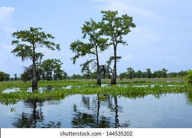 Atchafalaya River Basin, With Cypress.