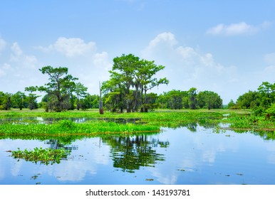 Atchafalaya River Basin, With Cypress Trees.