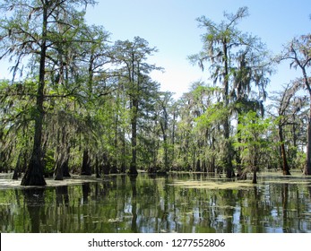 Atchafalaya Swamp And Cypress Trees