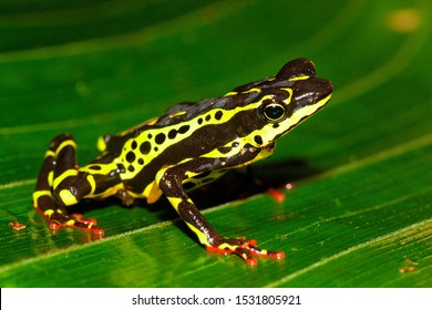 Atelopus Frog From Yasuni, National Park,