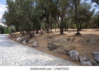 Athens, Greece. Cobblestone Pathway To Acropolis. Marble Paved Street, Greek Flora, Blue Cloudy Sky In A Sunny Spring Day.