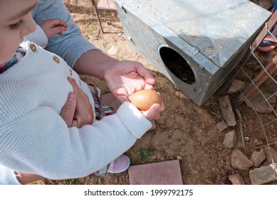 Athens, Greece - June 24, 2021: Young Girl Collecting Eggs At A Small Family Farm.