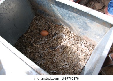 Athens, Greece - June 24, 2021: Young Girl Collecting Eggs At A Small Family Farm.