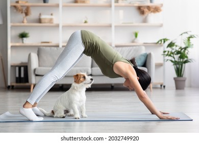 Athletic Asian Young Woman Doing Yoga With Her Adorable Loyal Red And White Doggy At Home, Chinese Lady Standing In Downward Dog Pose, Jack Russel Puppy Sitting By Owner On Fitness Mat, Side View