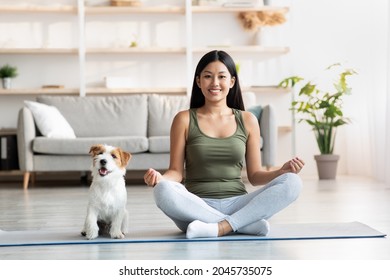 Athletic Asian Young Woman Doing Yoga With Her Adorable Loyal Red And White Doggy At Home, Chinese Lady Sitting In Lotus Pose, Jack Russel Puppy Sitting By Owner On Fitness Mat, Copy Space