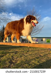 Athletic Australian Shepherd Is Good At Agility Struts Across Dog Walk Balance Beam During Agility Trial At Canine Enrichment Positive Training Facility At Golden Hour With Beautiful Evening Sunshine