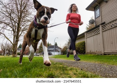 Athletic Caucasian Adult Woman Running Outside With A Boxer Dog. Suburban Neighborhood In A Modern City Of Fraser Heights, Surrey, Vancouver, British Columbia, Canada.