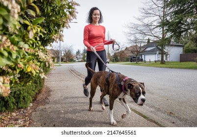 Athletic Caucasian Adult Woman Running Outside With A Boxer Dog. Suburban Neighborhood In A Modern City Of Fraser Heights, Surrey, Vancouver, British Columbia, Canada.