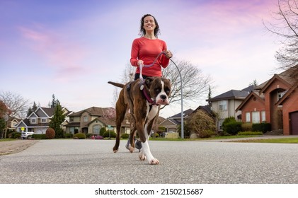 Athletic Caucasian Adult Woman Running Outside With A Boxer Dog. Suburban Neighborhood In A Modern City Of Fraser Heights, Surrey, Vancouver, British Columbia, Canada. Twilight Sky Art Render