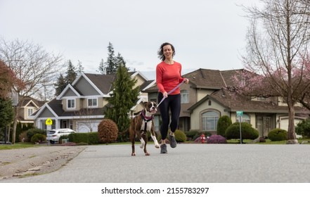 Athletic Caucasian Adult Woman Running Outside With A Boxer Dog. Suburban Neighborhood In A Modern City Of Fraser Heights, Surrey, Vancouver, British Columbia, Canada.