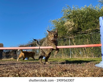 Athletic Tabby Cat Jumping Agility Bar Outside In The Grass On A Sunny Day In A Fenced Yard 