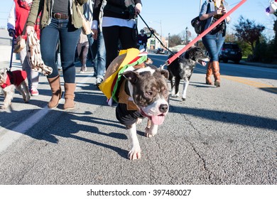 ATLANTA, GA - DECEMBER 5:  A Dog Wearing A Hamburger Costume Walks In A Dog Costume Parade On December 5, 2015 In Atlanta, GA. 