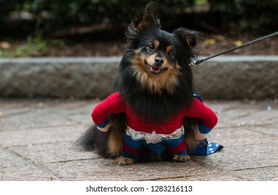 Atlanta, GA / USA - August 18, 2018:  A Cute Dog Wearing A Super Hero Costume Has A Curious Expression At Doggy Con, A Dog Costume Event At Woodruff Park In Atlanta. 