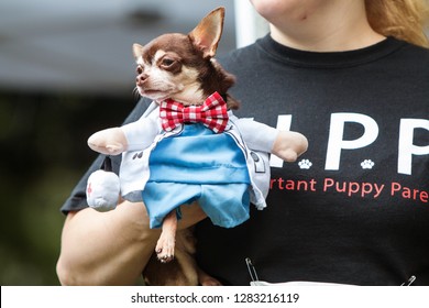 Atlanta, GA / USA - August 18, 2018:  A Woman Carries A Small Dog Dressed In A Doctor Costume With A Bowtie At Doggy Con, A Dog Costume Contest In Woodruff Park In Atlanta. 