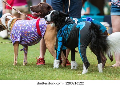 Atlanta, GA / USA - August 18, 2018:  Dogs Wear Various Costumes At Doggy Con, A Dog Costume Contest In Woodruff Park On August 18, 2018 In Atlanta, GA.