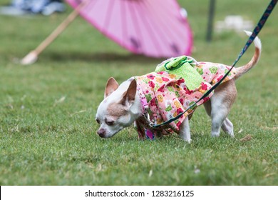 Atlanta, GA / USA - August 18, 2018:  A Small Dog Wearing A Kimono Sniffs The Grass At The Conclusion Of Doggy Con, A Dog Costume Contest In Woodruff Park On August 18, 2018 In Atlanta, GA.