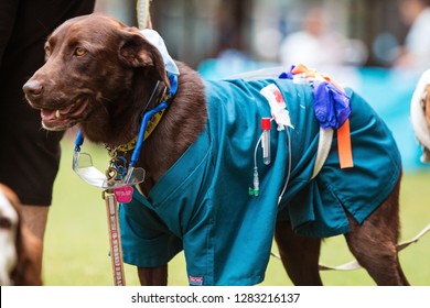 Atlanta, GA / USA - August 18, 2018:  A Dog Wears Medical Scrubs And Other Equipment As Part Of A Lab Technician Costume At Doggy Con, A Dog Costume Contest In Woodruff Park In Atlanta, GA.