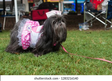 Atlanta, GA / USA - August 18, 2018:  A Shih Tzu Wears A Candy Striper Nurse Costume At Doggy Con, A Dog Costume Contest At Woodruff Park On August 18, 2018 In Atlanta, GA. 