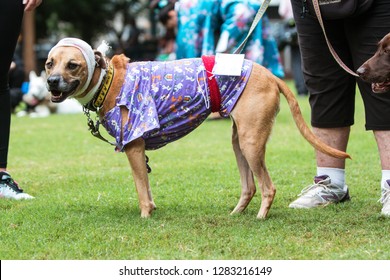 Atlanta, GA / USA - August 18, 2018:  A Dog Wears A Head Bandage And Hospital Gown As Part Of A Hospital Patient Costume At Doggy Con, A Dog Costume Contest In Woodruff Park In Atlanta, GA.