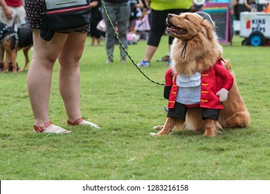 Atlanta, GA / USA - August 18, 2018:  A Dog Dressed In A Pirate Costume Sits On The Grass At The Conclusion Of  Doggy Con, A Dog Costume Contest In Woodruff Park In Atlanta, GA.