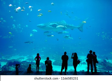 Atlanta, GA, USA  May 26th, 2018: Georgia Aquarium.