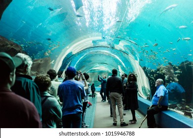 1,038 Georgia aquarium Images, Stock Photos & Vectors | Shutterstock